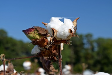 Field of cotton in Goldsboro, North Carolina [08]