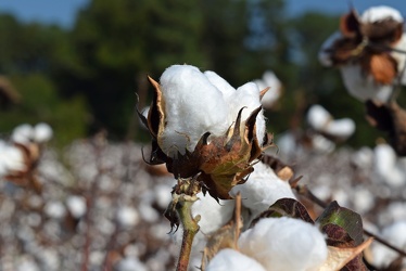 Field of cotton in Goldsboro, North Carolina [09]