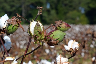 Field of cotton in Goldsboro, North Carolina [10]