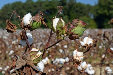 Field of cotton in Goldsboro, North Carolina [11]