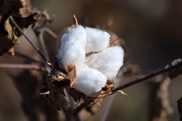 Field of cotton in Goldsboro, North Carolina [12]