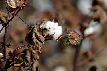 Field of cotton in Goldsboro, North Carolina [13]