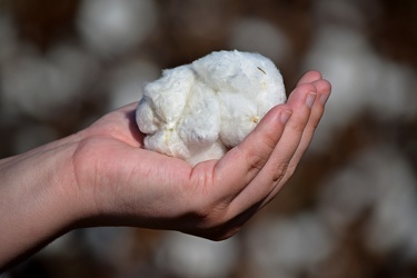 Field of cotton in Goldsboro, North Carolina [14]