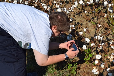 Field of cotton in Goldsboro, North Carolina [15]