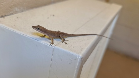 Green anole at Hampton Inn Goldsboro