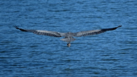 Heron flying over the Hampton River [01]