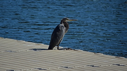 Heron on a dock in Hampton, Virginia