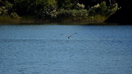 Heron flying over the Hampton River [02]