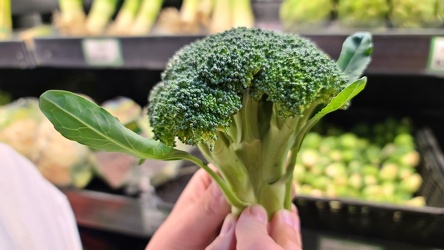 Broccoli floret