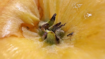 Honeycrisp apple at Giant Food