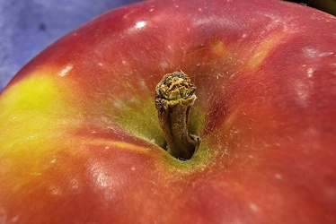 McIntosh apple at Giant Food