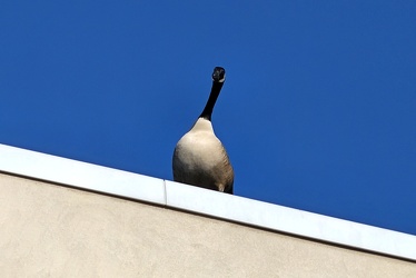 Canada goose on the roof of Lakeforest Mall