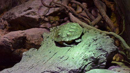 Wood turtle at the National Aquarium