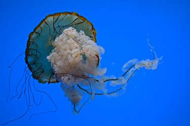 Pacific sea nettle at the National Aquarium [01]