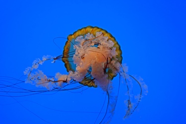 Pacific sea nettle at the National Aquarium [02]