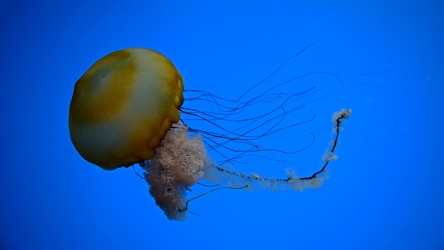 Pacific sea nettle at the National Aquarium [03]