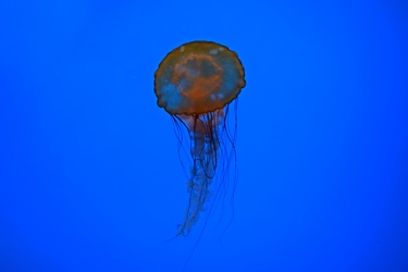 Pacific sea nettle at the National Aquarium [04]