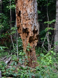 Weathered tree trunk along the Coal Road