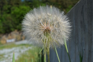 Large dandelion next to Coles Run Reservoir [01]