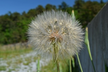 Large dandelion next to Coles Run Reservoir [02]