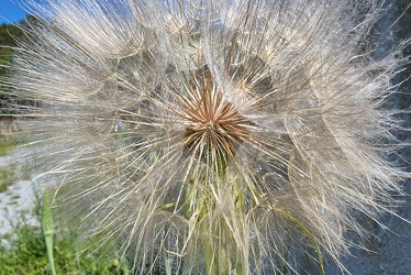 Large dandelion next to Coles Run Reservoir [03]