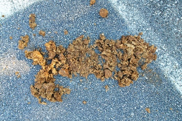 Dried horse droppings