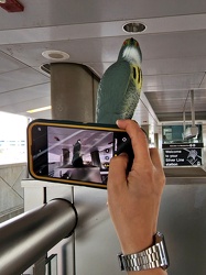 Elyse photographs a falcon decoy at Reston Town Center station