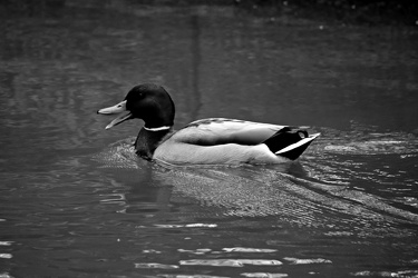 Mallard duck in the canal