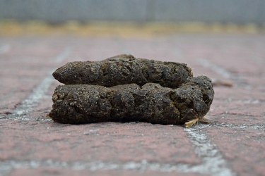 Dog poop on a sidewalk [02]