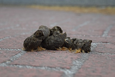 Dog poop on a sidewalk [01]