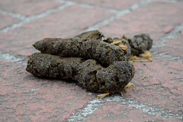 Dog poop on a sidewalk [04]