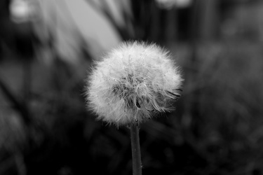 Dandelion along the Virginia Capital Trail [01]