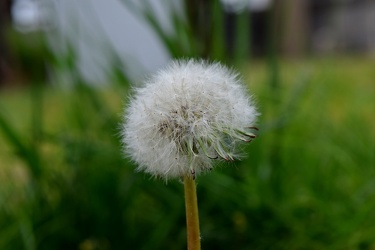 Dandelion along the Virginia Capital Trail [02]