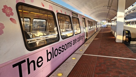 Cherry blossom train at New Carrollton