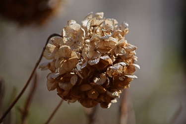 Wilted hydrangea in Madison Square Park