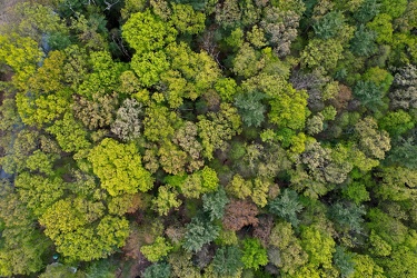 Trees near Cashtown, Pennsylvania