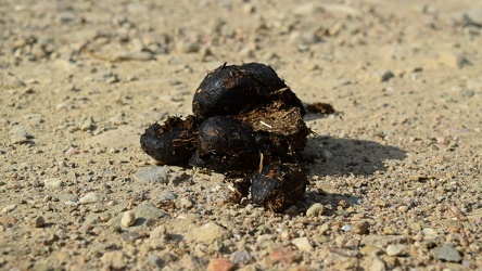 Animal droppings in Michaux State Forest [02]