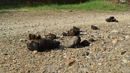 Animal droppings in Michaux State Forest [01]