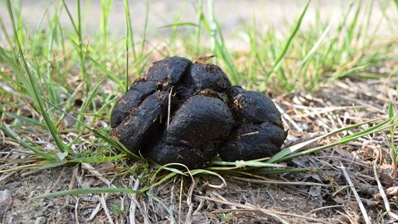 Animal droppings in Michaux State Forest [03]