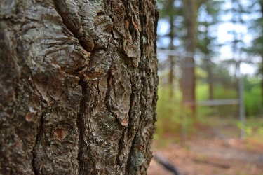 Tree bark [01]