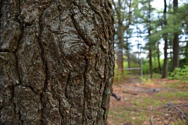 Tree bark [02]