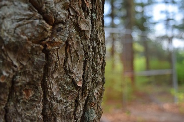 Tree bark [03]