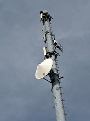 Communications tower in Michaux State Forest [01]