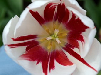 Tulipa agenesis