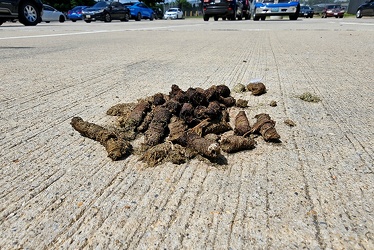 Goose droppings in a parking lot [01]