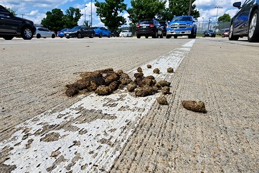 Goose droppings in a parking lot [02]