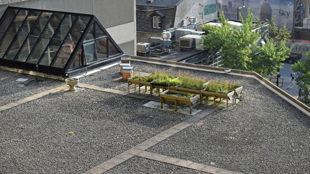 Herb garden at the Chelsea