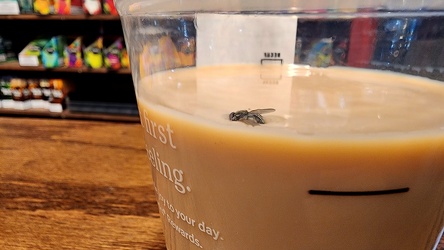 Fly stuck in a cup of iced coffee [01]