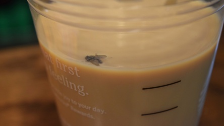 Fly stuck in a cup of iced coffee [02]