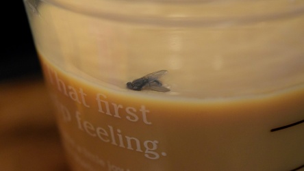 Fly stuck in a cup of iced coffee [03]